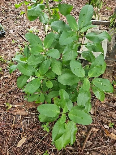 Kalanchoe Pinnata Live Plant - 2" Starter, Leaf of Life Succulent, Organic Florida Grown, Exotic Indoor & Outdoor Plant