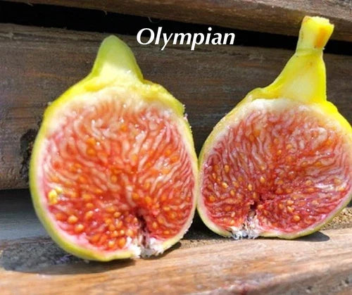 Olympian Fig Tree Plant - Live Bare Root Ficus carica Cold-Hardy Fruit Tree for Zones 6-10