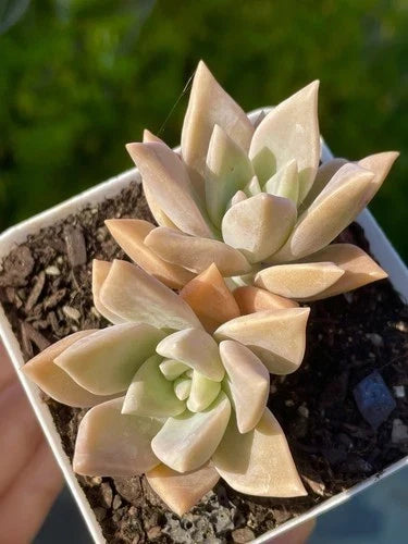 Rare Succulent Graptopetalum paraguayense 2-Head Pink Live Plant, 2.5-Inch Rooted Decor Gift