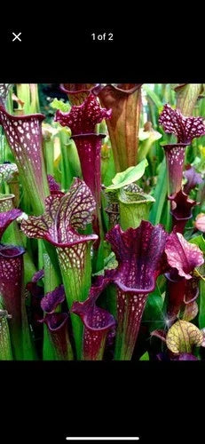 Sarracenia Bare Root Rhizomes - Carnivorous Plants - Variety Mix - Sarracenia spp.
