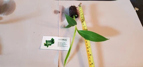 Blue Java Banana Starter Plant - 6-8 Inch Live Ice Cream Banana - Musa acuminata - Cold & Heat Tolerant Edible Garden Plant