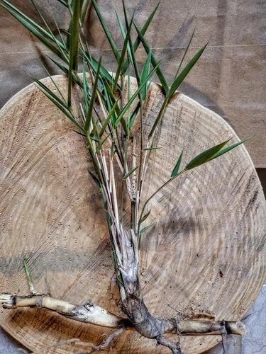 Giant River Cane Live Plant Rhizomes - Arundinaria gigantea Bamboo for Privacy & Erosion Control - Hardy NC Grown Bare Root