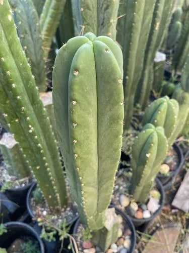 Echinopsis Cactus Cutting 16in Live Plant, 'Scop X Bertha' Variety, Rooting Instructions, Succulent, Cactaceae