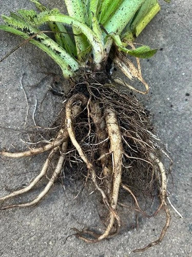 Comfrey Live Root Plant - Symphytum officinale Drought Resistant Nutrient-Rich Natural Mulch