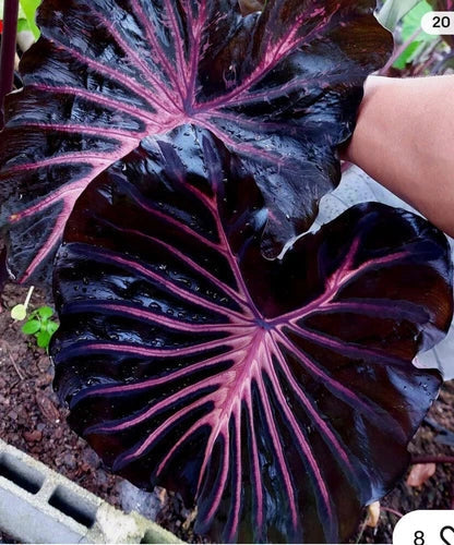 Small Rooted Elephant Ear Plant - Black Lava Colocasia esculenta Indoor Outdoor Starter Plant