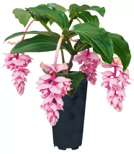 Live Starter Plant in Pot - Royal ZENZ Magnifica Medinilla - Rare Tropical Indoor Foliage Plant
