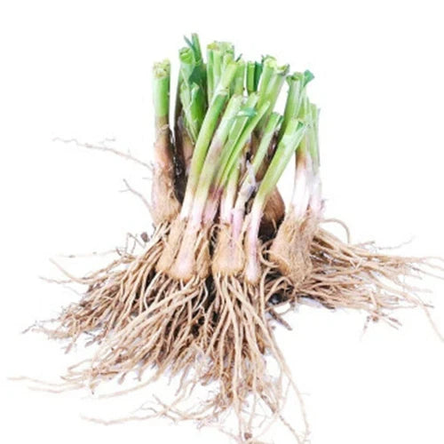 25 Live Stalks Garlic Chives Bare Root Allium tuberosum Culinary Herb for Garden or Indoor Use
