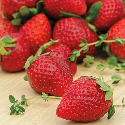 Everbearing Strawberry Plants 25 Bare-Root Ozark Beauty Fragaria × ananassa Sweet Red Fruit for Home Garden