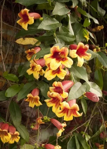 Golden Crossvine Bare Root Climbing Vine with Golden Flowers Bignonia capreolata
