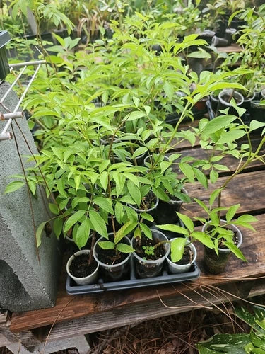 American Elderberry Tree Live Plant - Sambucus canadensis - Edible Fruit, Medicinal Plant, Fully Rooted Starter