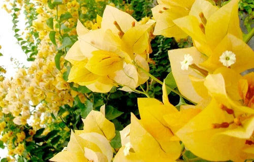 Well Rooted Bougainvillea Starter Plant - Gold Variety - Tropical Flowering Plant in Pot - Bougainvillea spp.