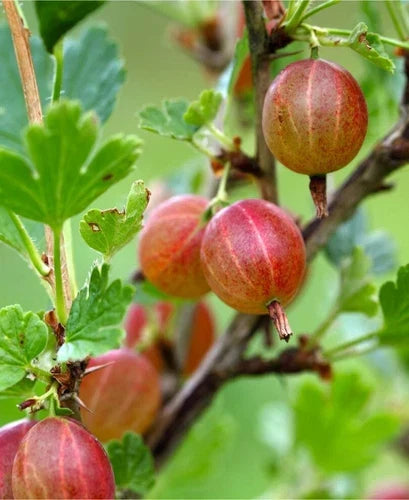 Dormant Jahns Prairie Gooseberry Live Starter Plant – Edible Ribes hirtellum Shrub for Zones 3-8