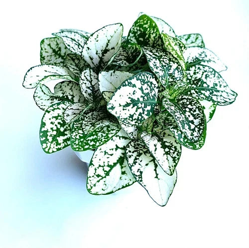 Hypoestes White Splash Potted House Plant | Air Purifying Indoor Plant | Hypoestes phyllostachya | 2.5" Pot