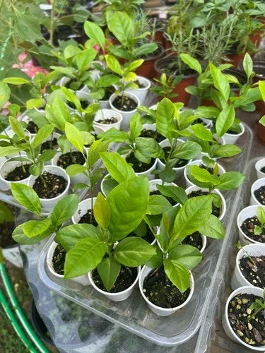 Lemon Tree Seedling 2-3 Inch Live Plant Citrus limon Indoor Outdoor Grown from Seed