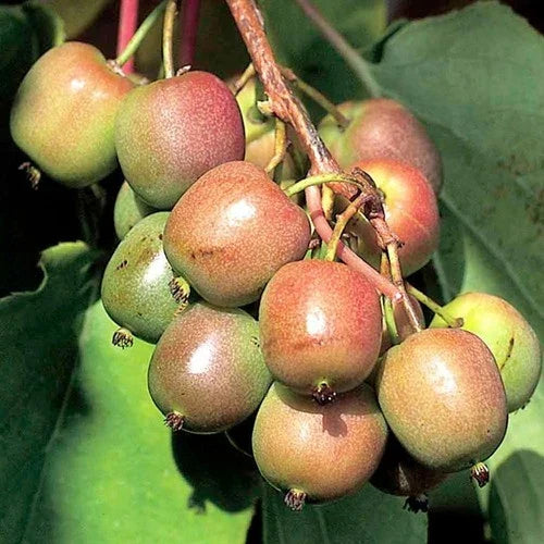 Dormant Geneva Kiwi Plant - Actinidia arguta Female Starter Vine for Zones 4-8, Pesticide-Free, Fruit-Bearing Climbing Plant