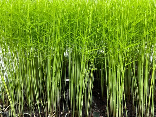 Mary Washington Asparagus Plant Plugs 9-Pack | Heirloom Perennial Vegetable | Asparagus officinalis