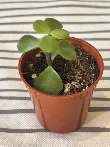 Rooted Jade Plant Succulent - Money Plant Green Crassula ovata Live Indoor Outdoor Plant