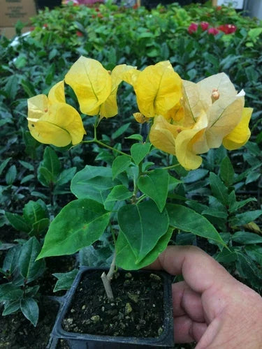Bougainvillea Plant - 'California Gold' Drought Tolerant Flowering Vine - Bougainvillea glabra Live Plant