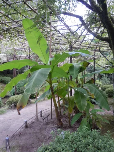 Musa Basjoo Banana Tree Live Plant - Cold Hardy Tropical Foliage - 5-6 Inch Musa basjoo Plant for Garden & Patio