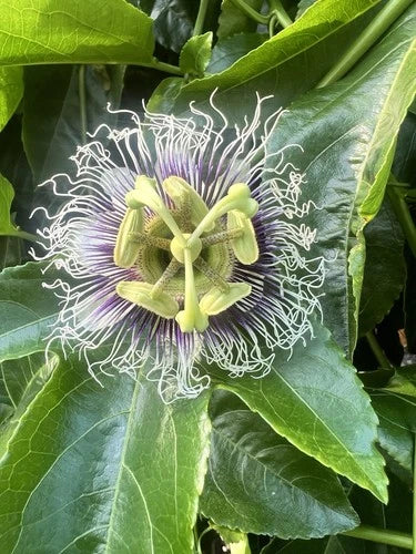 Purple Possum Passion Fruit Starter Plant | Live Rooted Passiflora edulis var. purple | Edible Fruit & Climbing Vine