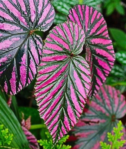 Begonia Live Plant 4-6" Exotica Red Foliage Begonia brevirimosa Tropical Indoor Houseplant