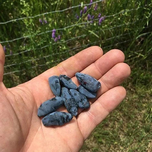 Aurora Honeyberry Plant - Edible Shrub with Blue Berries - Lonicera caerulea 'Aurora' - Rooted Starter for Zones 2-8