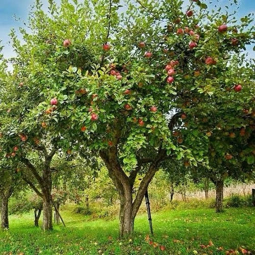 Honeycrisp Apple Trees - 1-2ft Tall Live Trees, Malus domestica, Sweet Tart Flavor, Bare Root, Perfect for Midwest Gardens