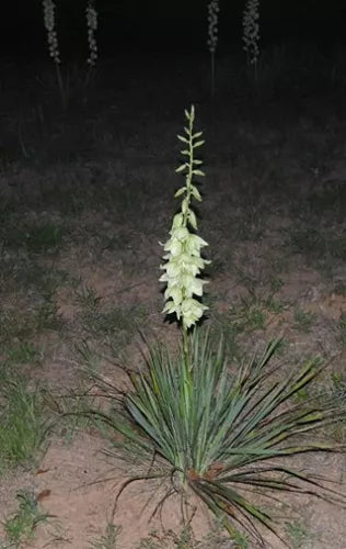 Yucca Bare Root Plant 15-Inch Adam's Needle Yucca (Yucca filamentosa) Drought-Tolerant Perennial for Gardens