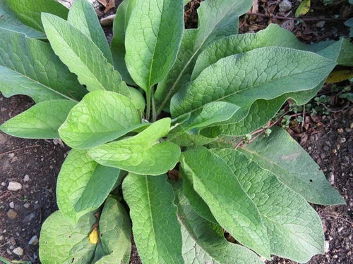 Russian Comfrey Root Cuttings 5+ Bocking 14 Symphytum x uplandicum Non-GMO Heirloom Perennial Herb