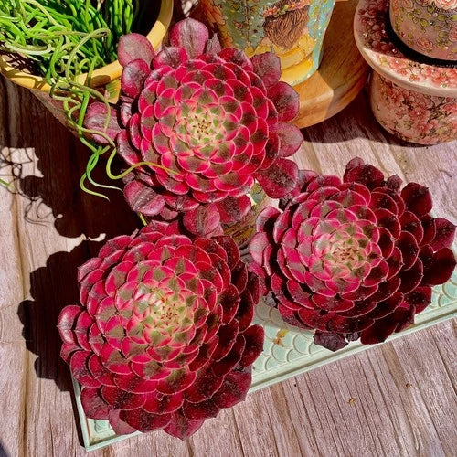 Live Succulent Plant Set - Aeonium 'Red Copper Variegated' - Rare Colorful Succulent - Bare Root & Deluxe Options