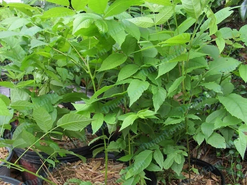 Black Walnut Trees - 3 Bareroot Seedlings Juglans Nigra Organic Hardy Zones 4-9 Live Plants