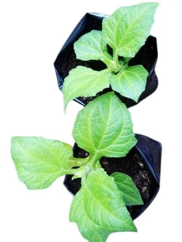Yacon Root Plants - 2 Pack, Peruvian Ground Apple, Smallanthus Sonchifolius, Easy Care Perennial, Edible Garden