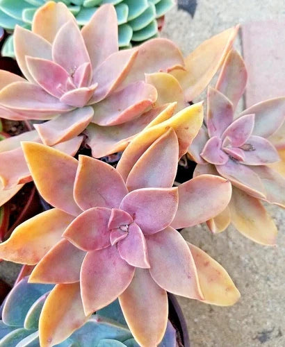 Rare Succulent Live Plant - Graptoveria 'Fred Ives' Hybrid, Rosette, Color-Shifting, Grows to 12 Inches Wide, Rooted Cutting