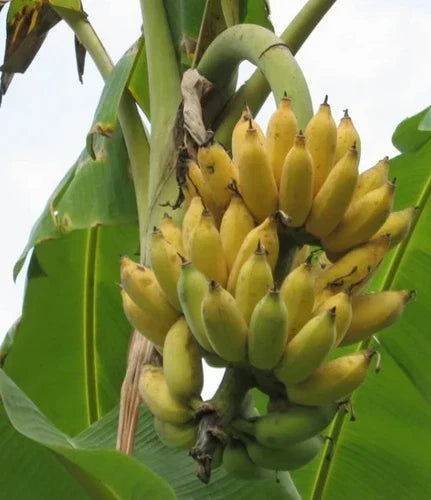 Dwarf Banana Tree 4-6in Musa acuminata Namwah - Compact Indoor/Outdoor Plant, Well-Rooted, Edible Fruit