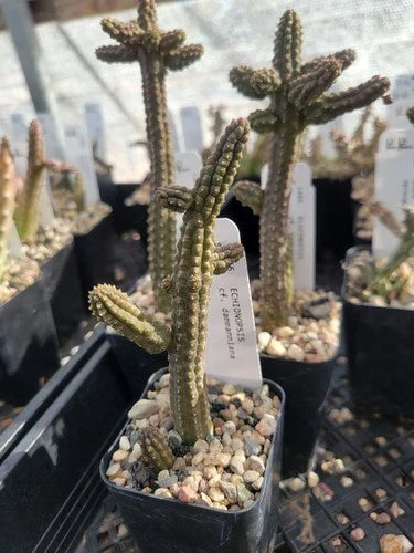 Echidnopsis cf. dammanniana Cactus - 2" Bare Root Succulent Plant - Unique Desert Flora for Indoor & Outdoor Gardens