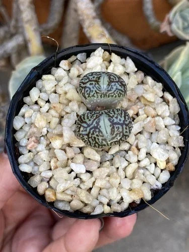 Conophytum Minimum 'Wittebergense' Rare Two-Headed Succulent in Pot - Unique Bare Roots Plant