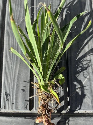 Live Rooted Yucca Plant - Clumping Greenery - Cold Weather Hardy Yucca filamentosa - Indoor & Outdoor Garden Plant