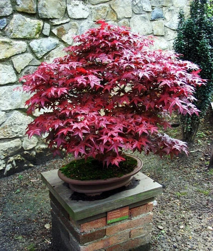 Live Japanese Maple Plant - 4+ Inch Bloodgood Variety - Red & Green Foliage - Acer palmatum - Well Rooted, Easy to Grow