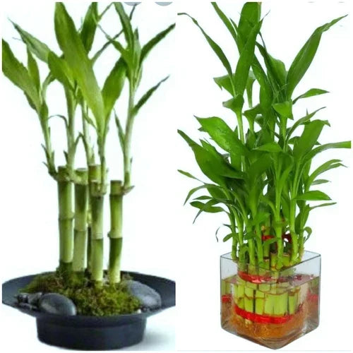 Lucky Bamboo Plant 7 Stalks 4-Inch Dracaena sanderiana Feng Shui Gift for Home & Wedding Favors