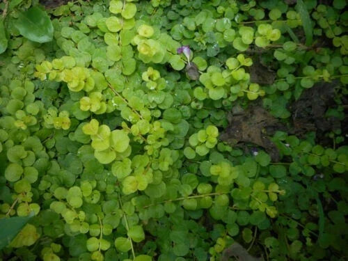Bare Root Creeping Jenny Ground Cover Plants - 10 Live Starter Plants Lysimachia nummularia