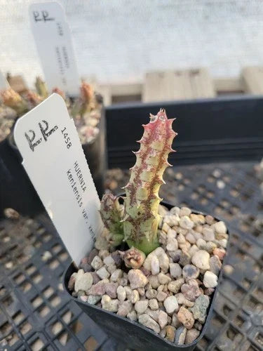 Huernia keniensis Succulent Plant in 2" Pot, Bare Root, Unique Green Color, Indoor Garden, Drought Tolerant, Easy Care