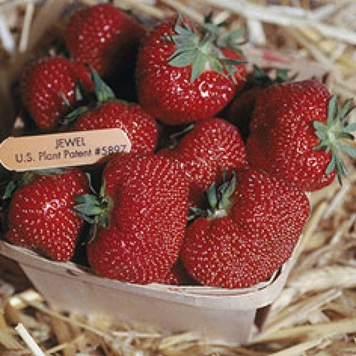 Jewel Strawberry Plants Lot of 25 - Junebearing, Self-Pollinating, Disease-Resistant, Fragaria × ananassa