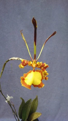 Psychopsis Mendenhall 'Hildos' FCC/AOS Orchid | Rooted Plant in 2.5" Pot | Psychopsis Butterfly x Psychopsis papilio