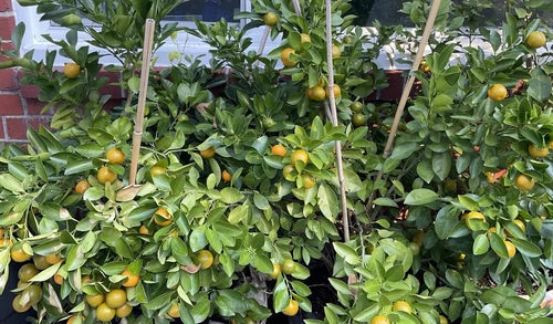 Rooted Calamansi Plant 2-3" Citrus microcarpa Everbearing Fruit Tree for Indoor & Outdoor Growth