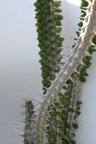 Live Plant - Alluaudia Procera - Madagascar Ocotillo - Deciduous Succulent for Drought Gardens