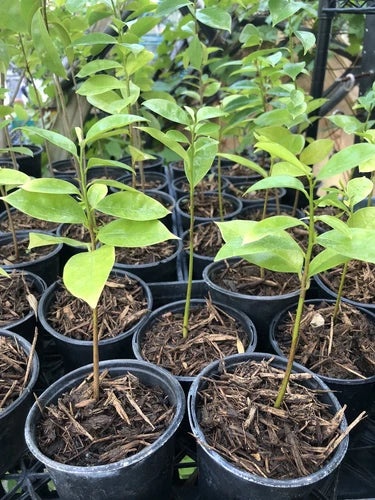 Well Rooted Soursop Guanabana Plant Tree 5-6 Inches | Tropical Fruit Plant | Annona muricata | Exotic Edible Tree