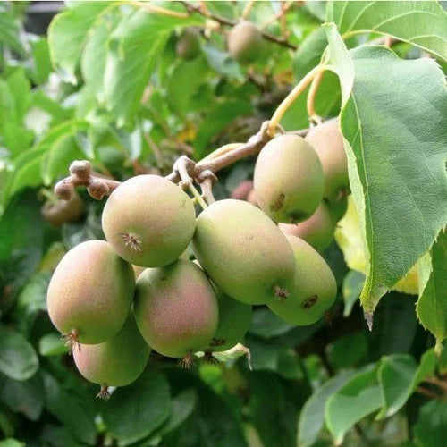 Dormant Female Kiwi Plant Anna Actinidia arguta 'Anna' Live Starter Vine for Zones 4-9