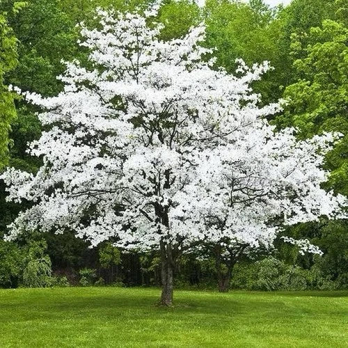 White Dogwood Tree 2ft Bare Root Flowering Tree Cornus florida with White Blooms & Fall Foliage