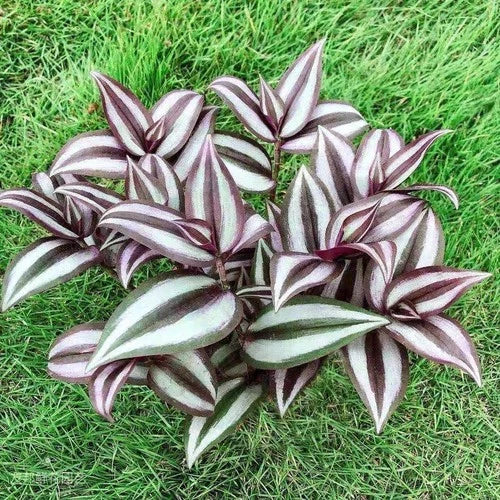Rooted Tradescantia Zebrina Cuttings - 15 Pieces, 4 Inches, Wandering Jew Plant, Trailing Houseplant, Easy Care, Bright Foliage