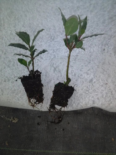 Bay Leaf Tree Plant - 2-4 Inches - Laurus nobilis - Pesticide-Free, Grown in Florida, Culinary Herb, Live Indoor Outdoor Plant